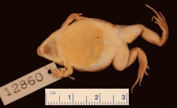 Media type: image;   Herpetology A-12860